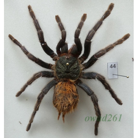 Spider ex. ovo +90mm44